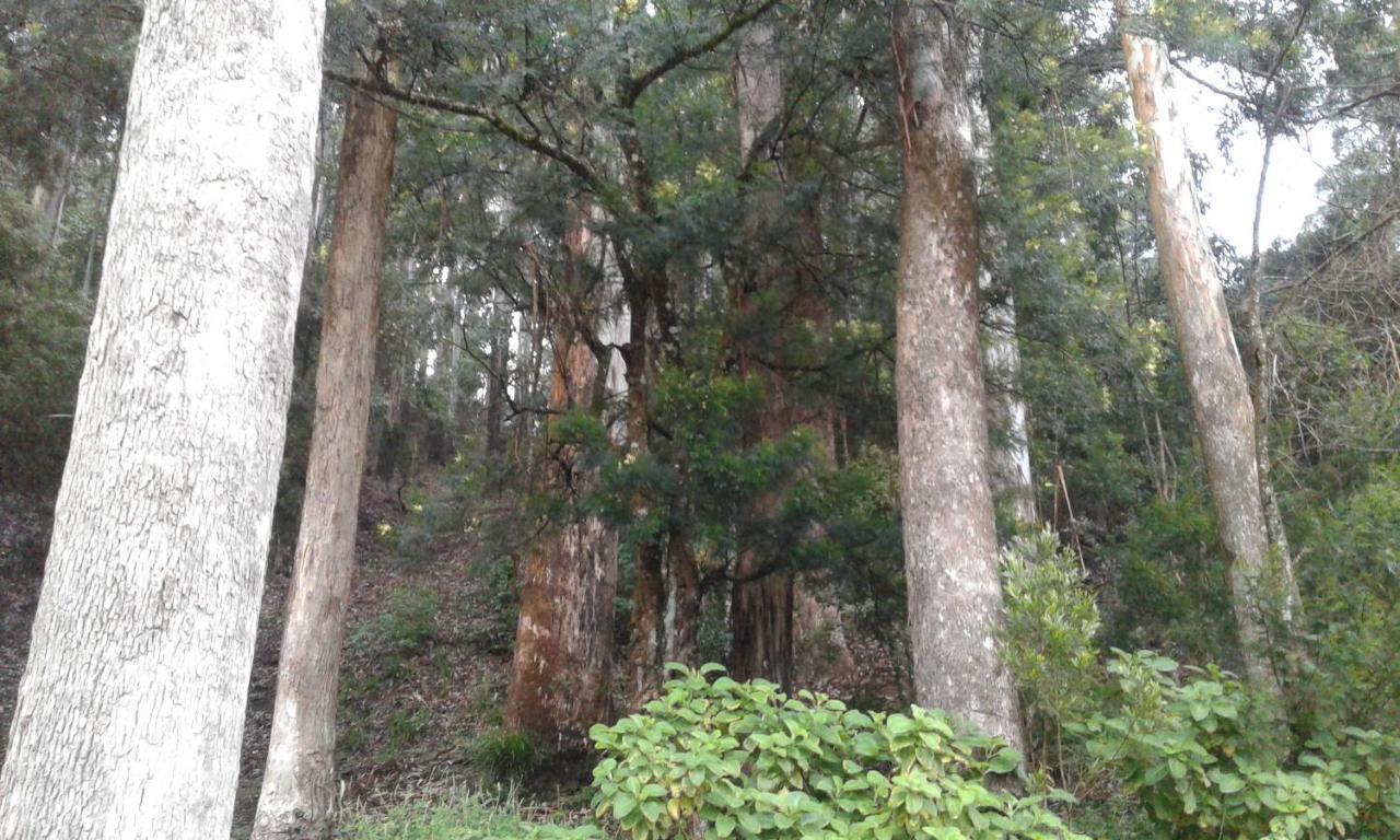 ヌワラ・エリヤWoods Hutアパートメント エクステリア 写真
